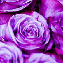 批发价格的网站攻击软件工具